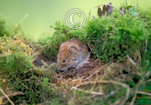 Bank Vole DM0576 